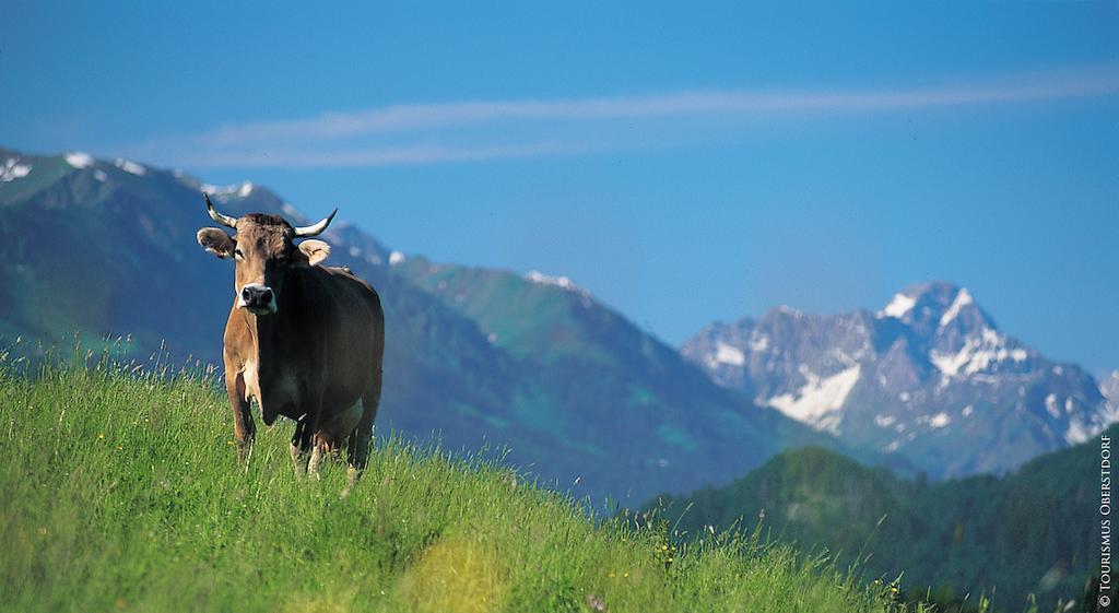 Hornblick Fewo- Ab Mai Freie Fahrt Mit Bergbahnen Oberstdorf Exteriér fotografie